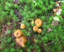 Gelbstieliger Trompetenpfifferling