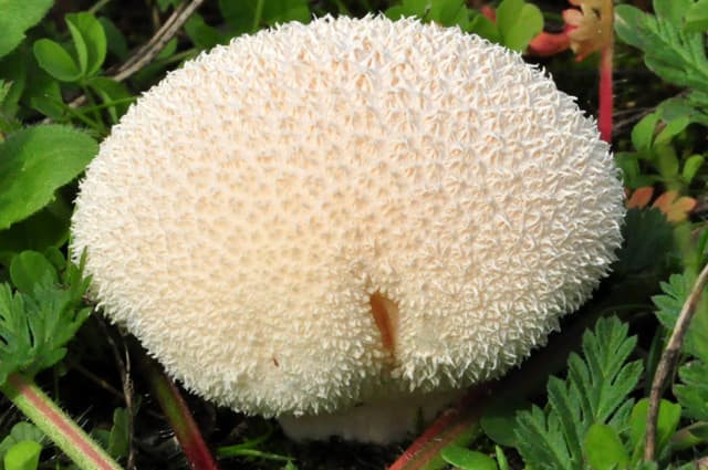 Wiesenstäubling