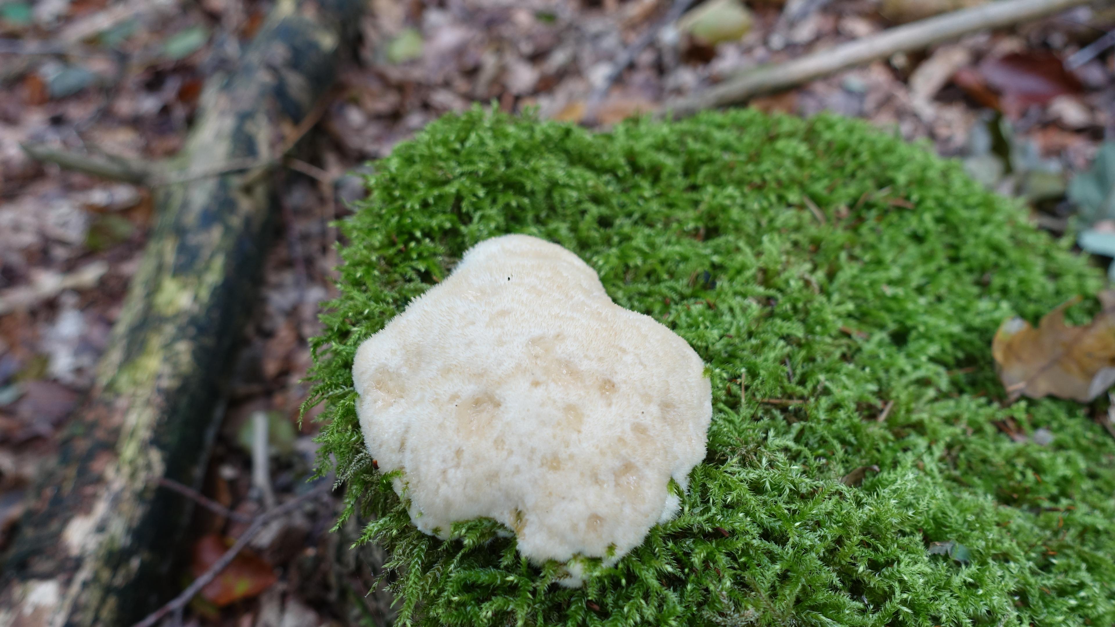 Polsterpilz