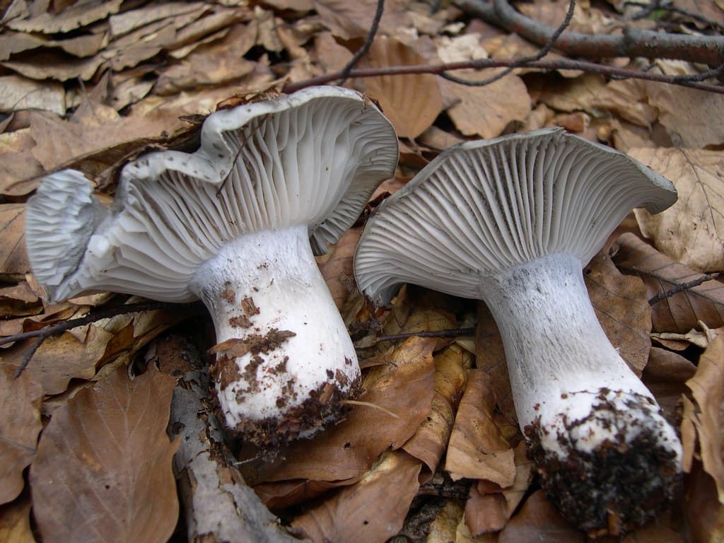 Märzschneckling