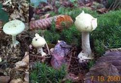 Gelber Knollenblätterpilz