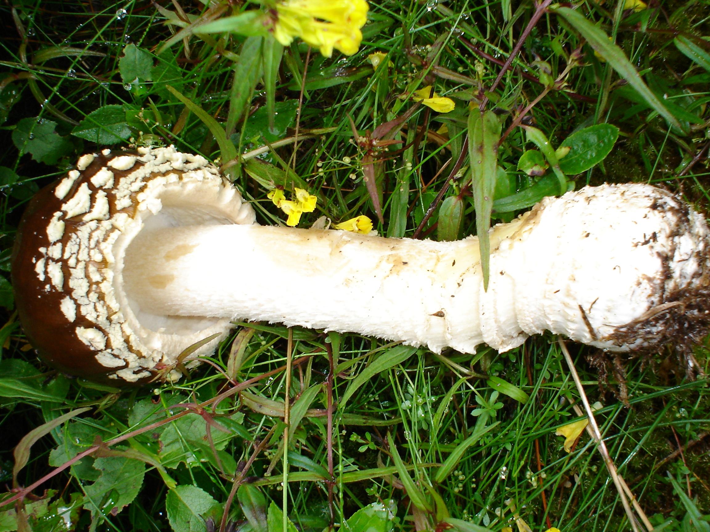 Königsfliegenpilz