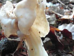 Herbstlorchel, Krause Lorchel
