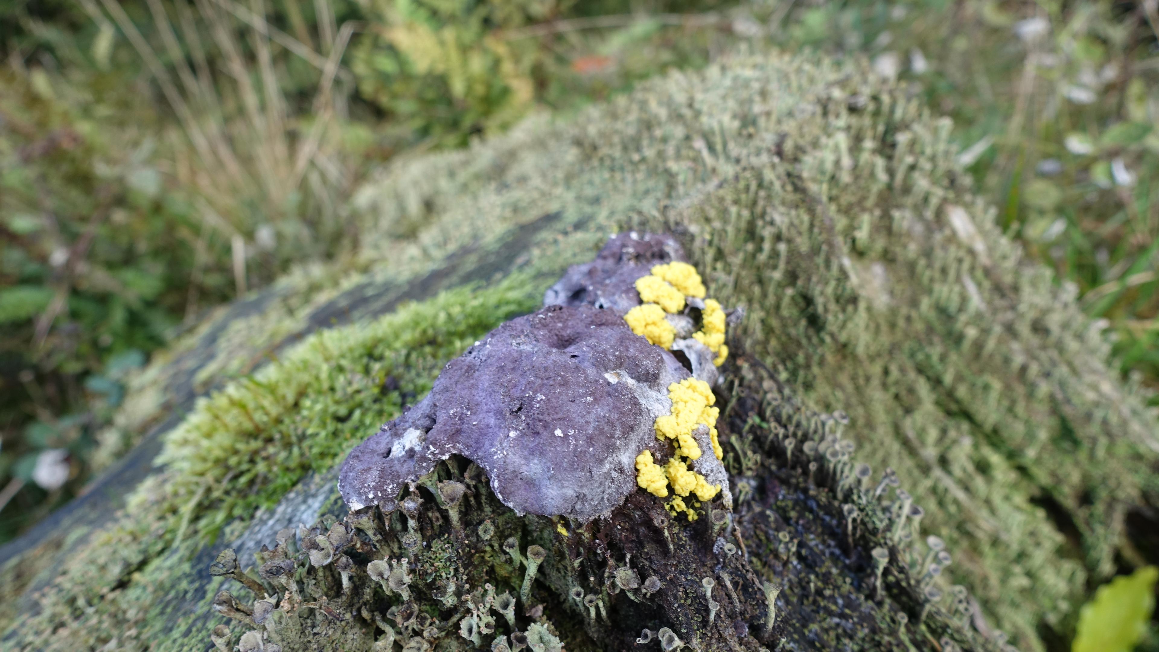 Gelbe Lohblüte, Hexenbutter