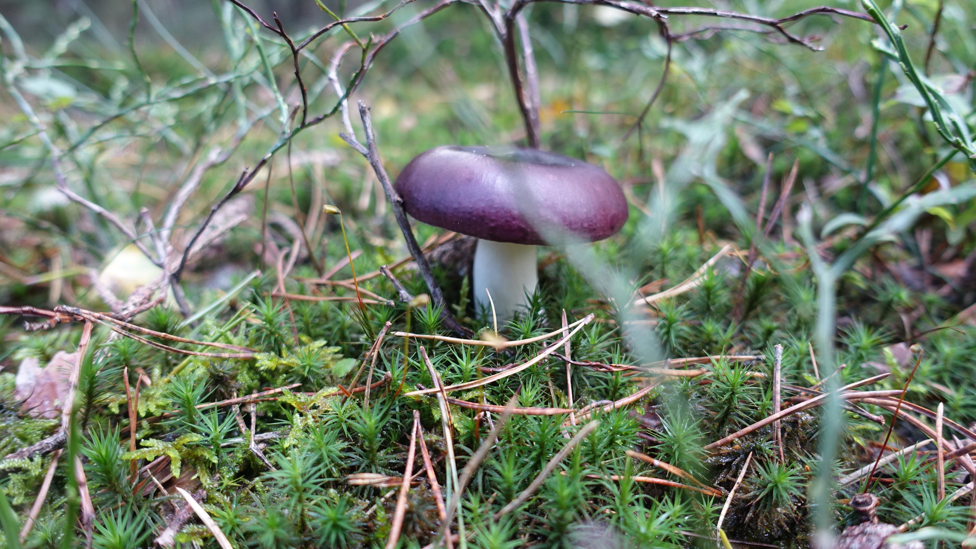Buckeltäubling