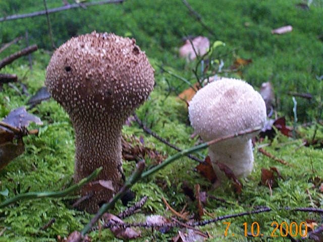Flaschenstäubling