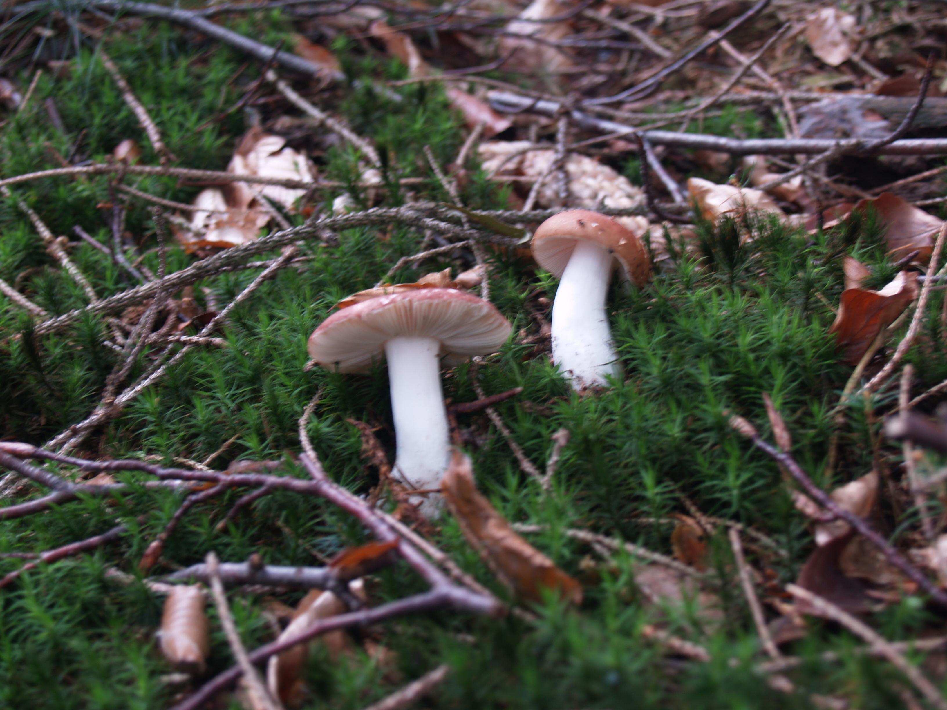 Brauner Ledertäubling