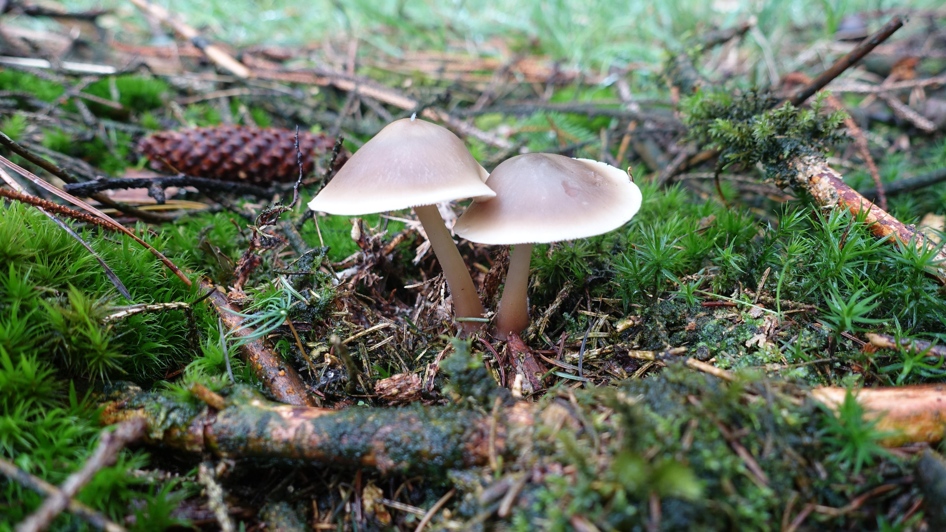 Horngrauer Rübling