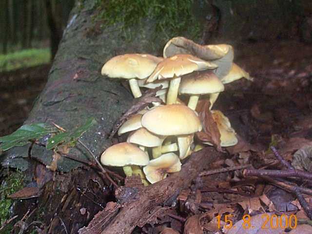 Rauchblättriger Schwefelkopf