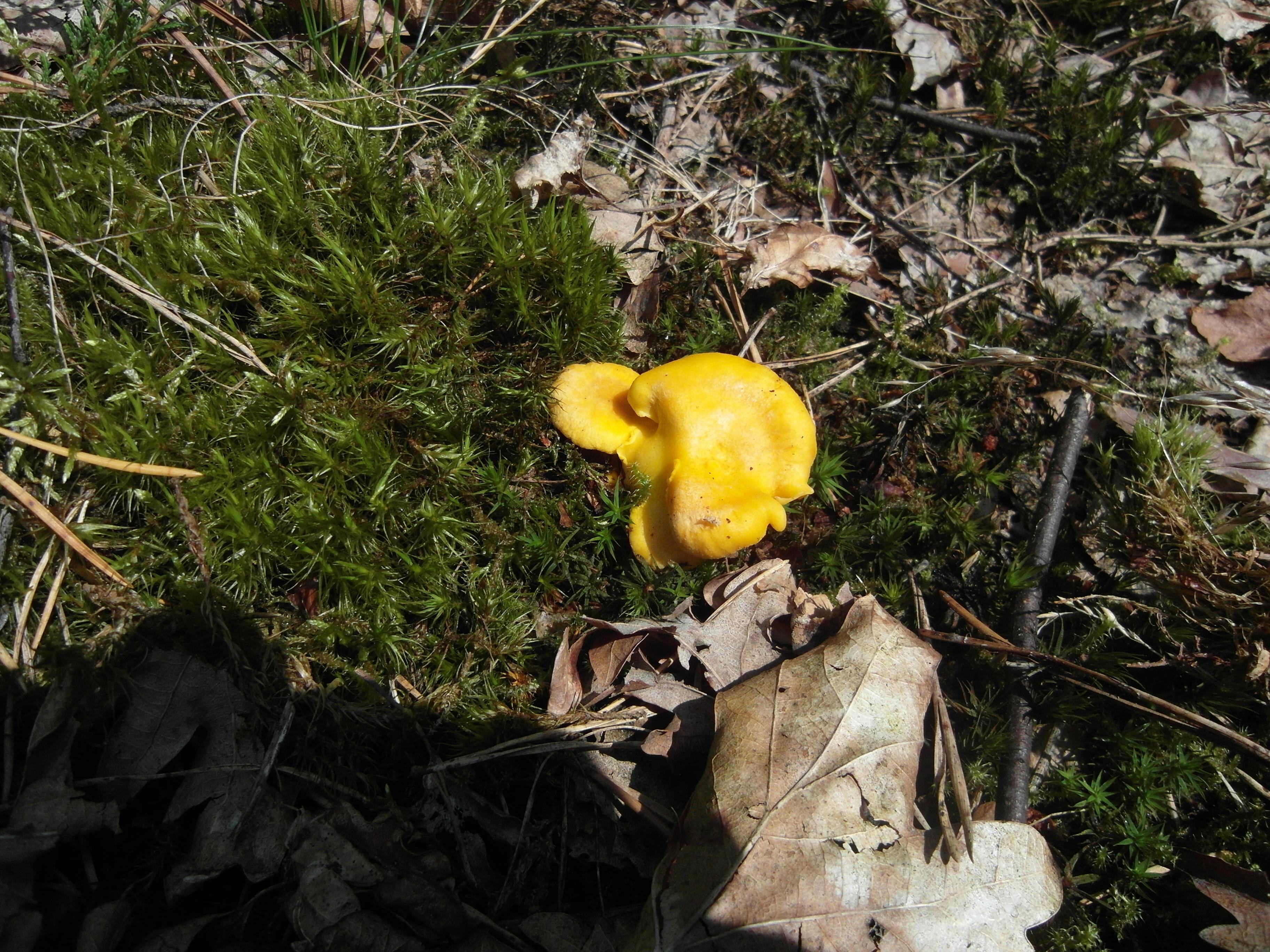 Pfifferling oder Eierschwamm