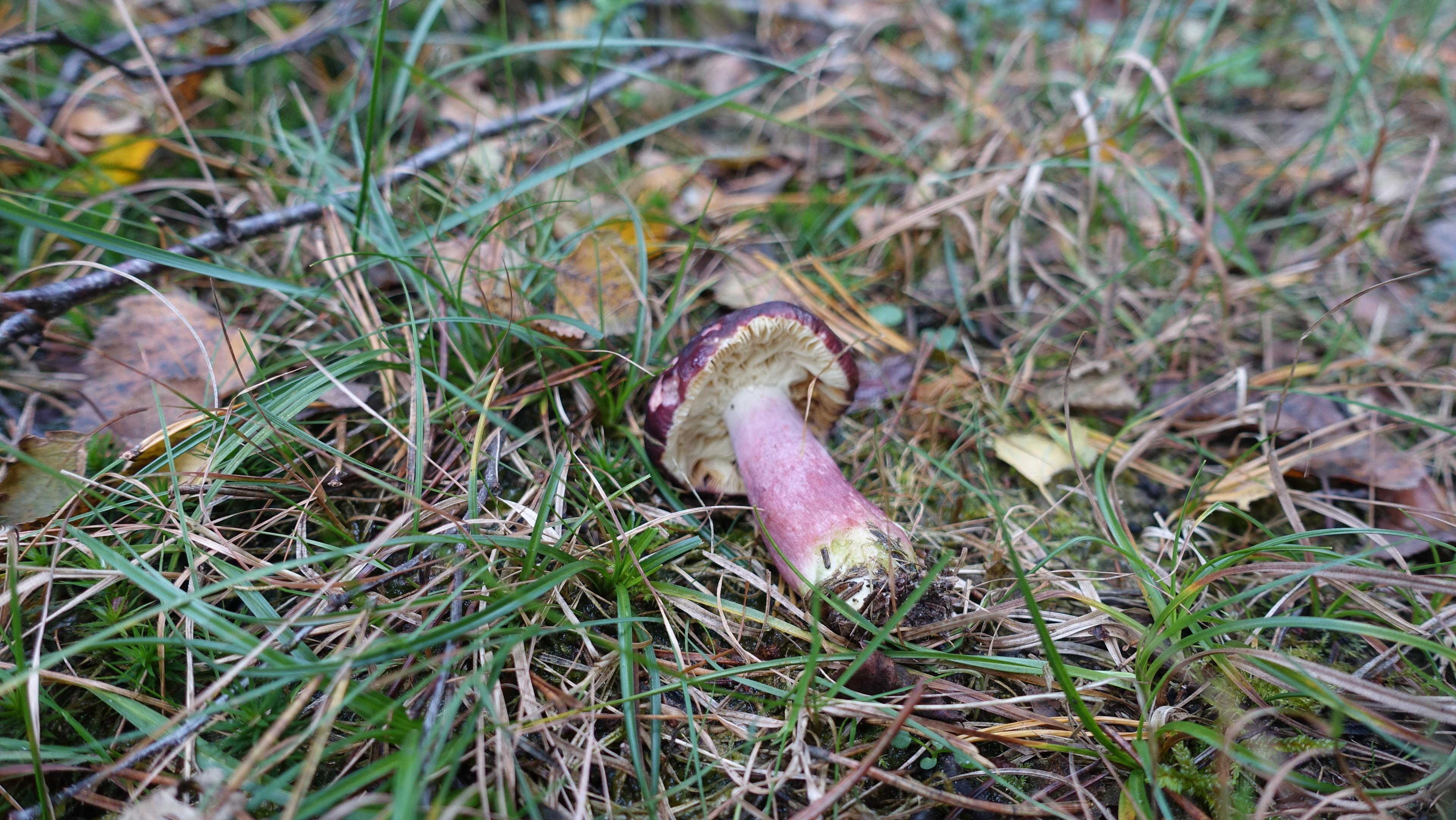 Zitronenblättriger Täubling
