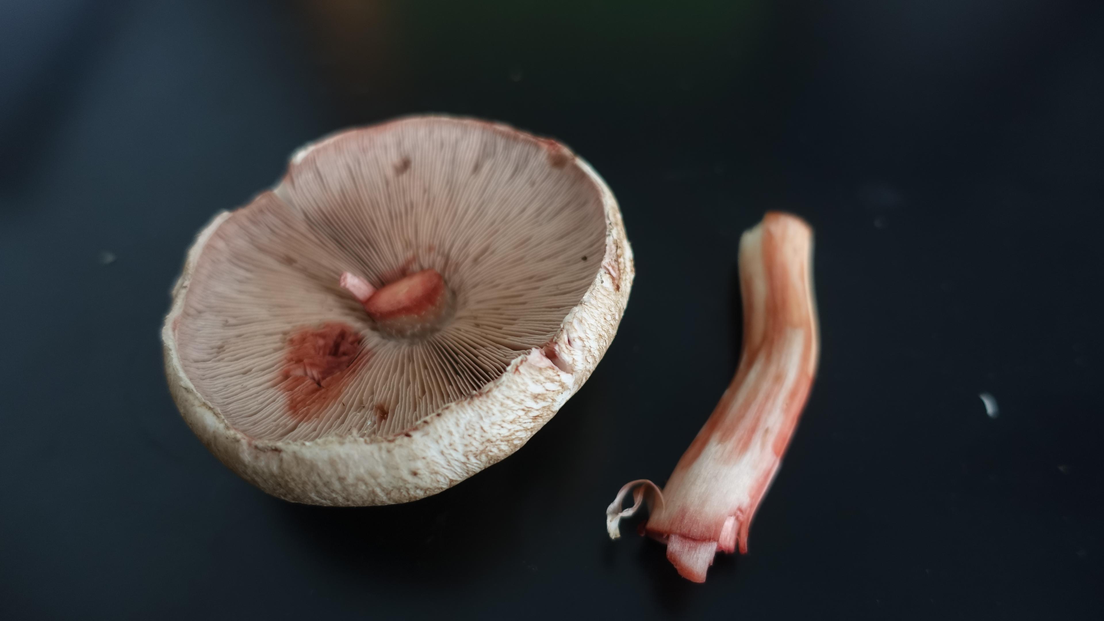 Kleiner Wald-Egerling oder Wald-Champignon