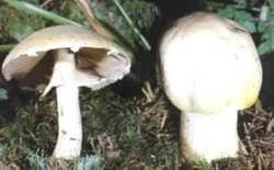 Weißer Anisegerling oder Schafchampignon
