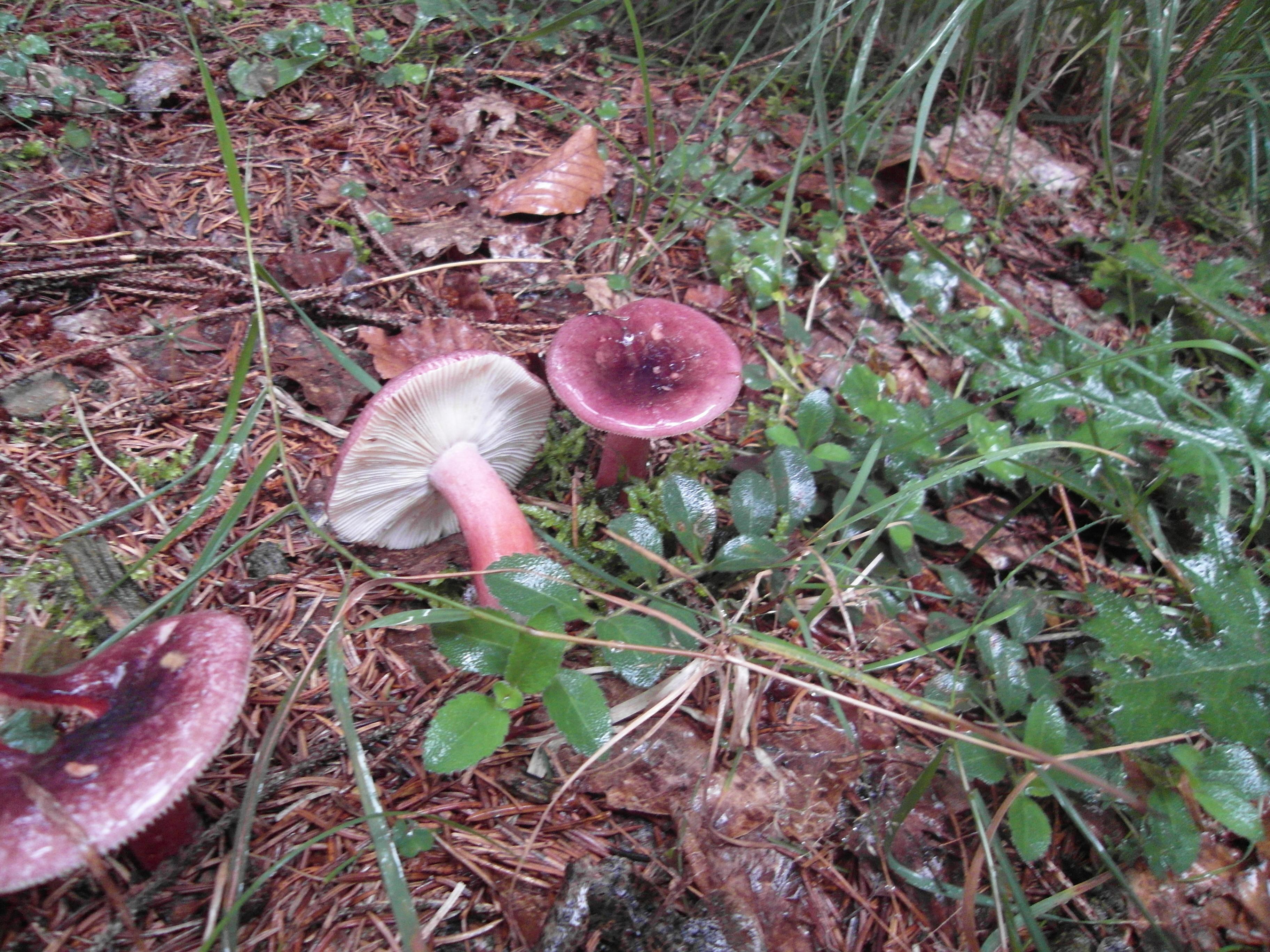 Stachelbeertäubling