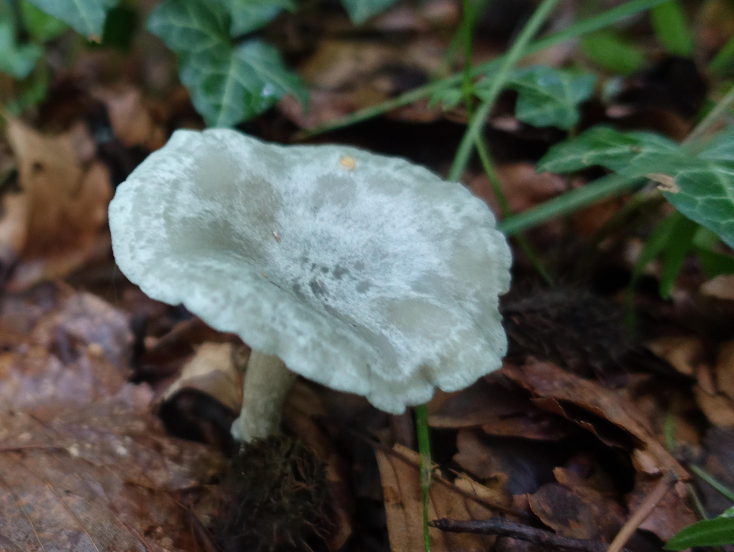 Grüner Anistrichterling