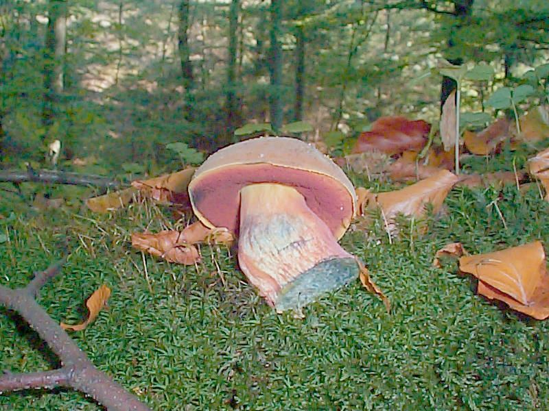 Flockenstieliger Hexenröhrling