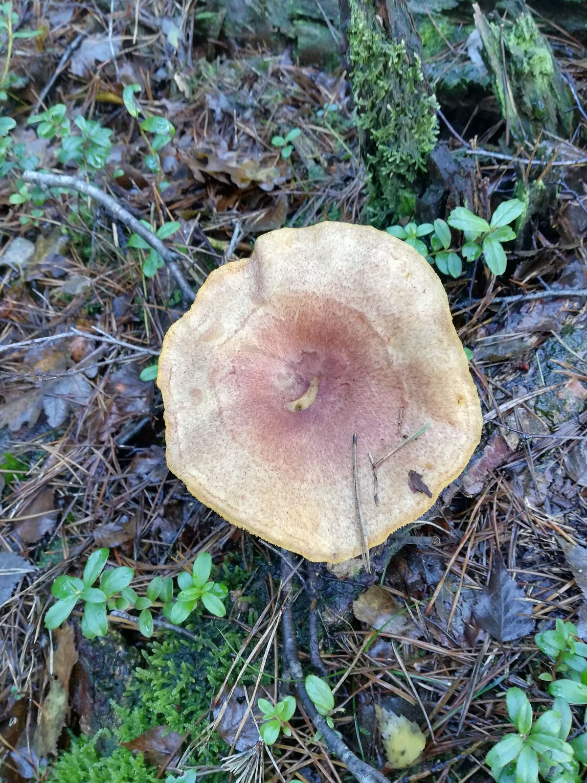 Gezonter Violettmilchling