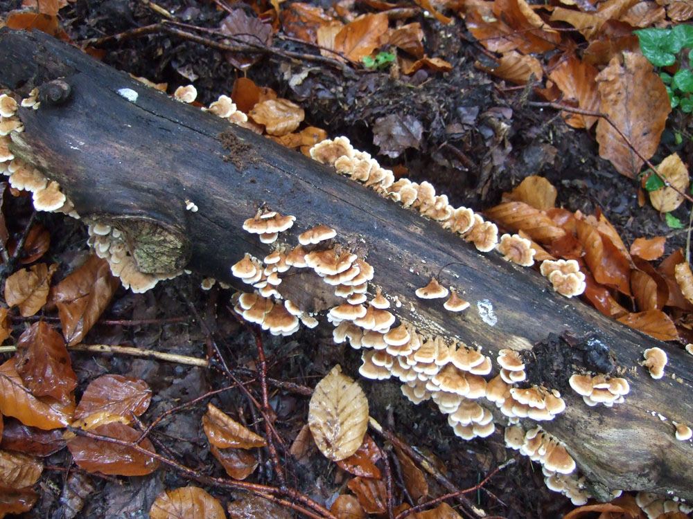 Buchenaderzähling