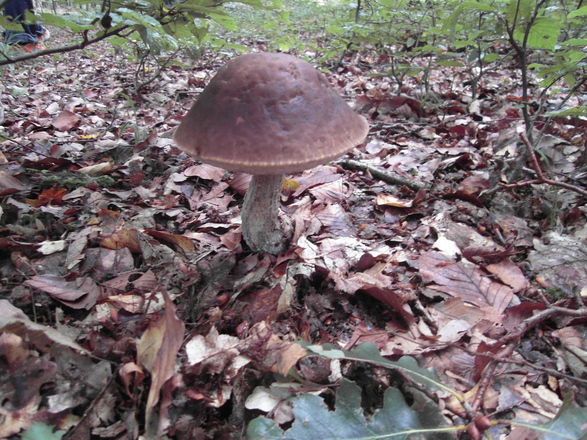 Hainbuchenröhrling