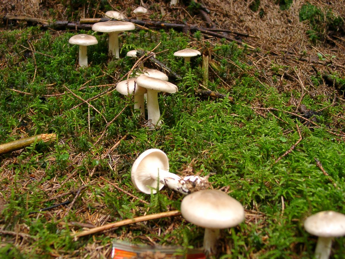 Nebelkappe