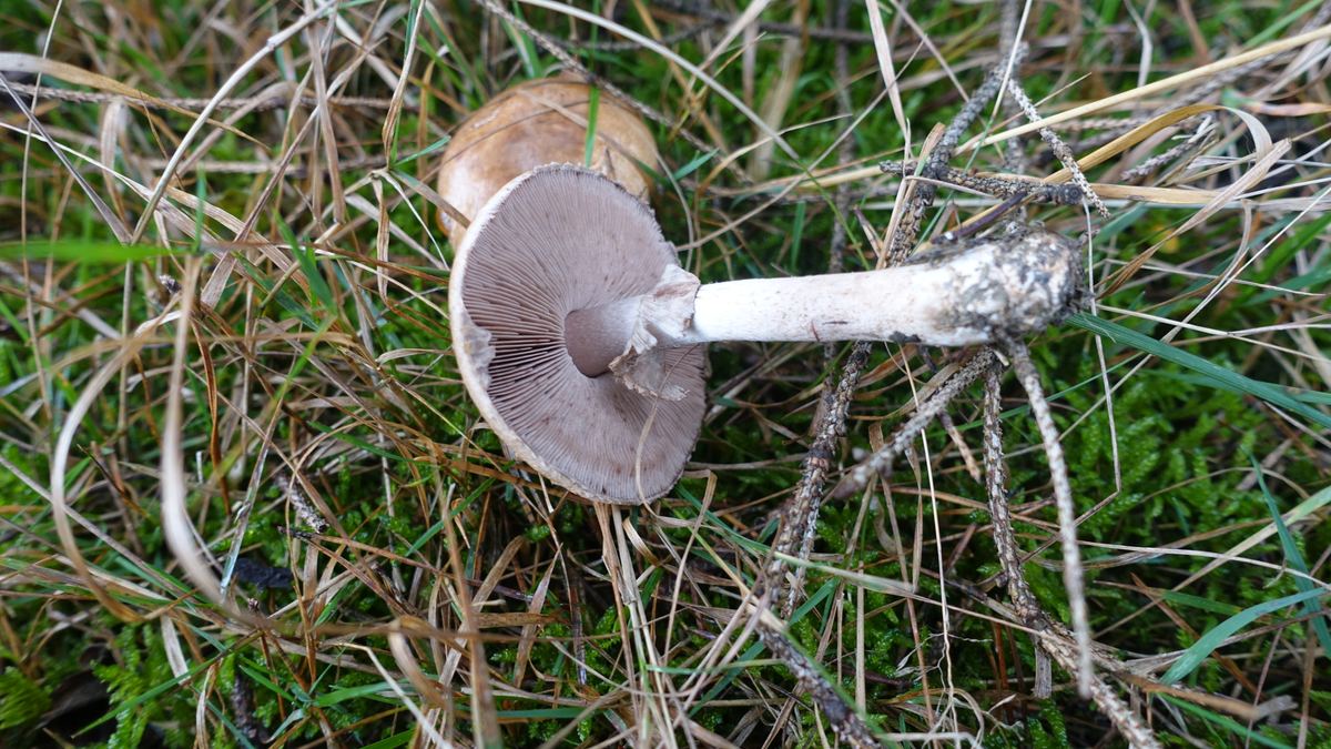 Kleiner Wald-Egerling oder Wald-Champignon