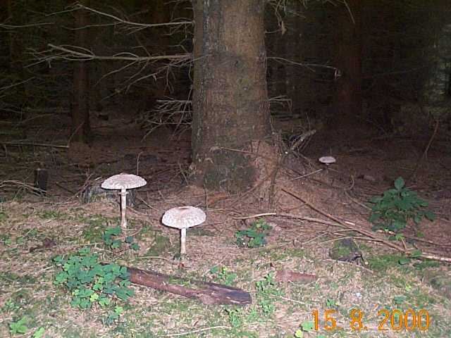 Safranschirmling