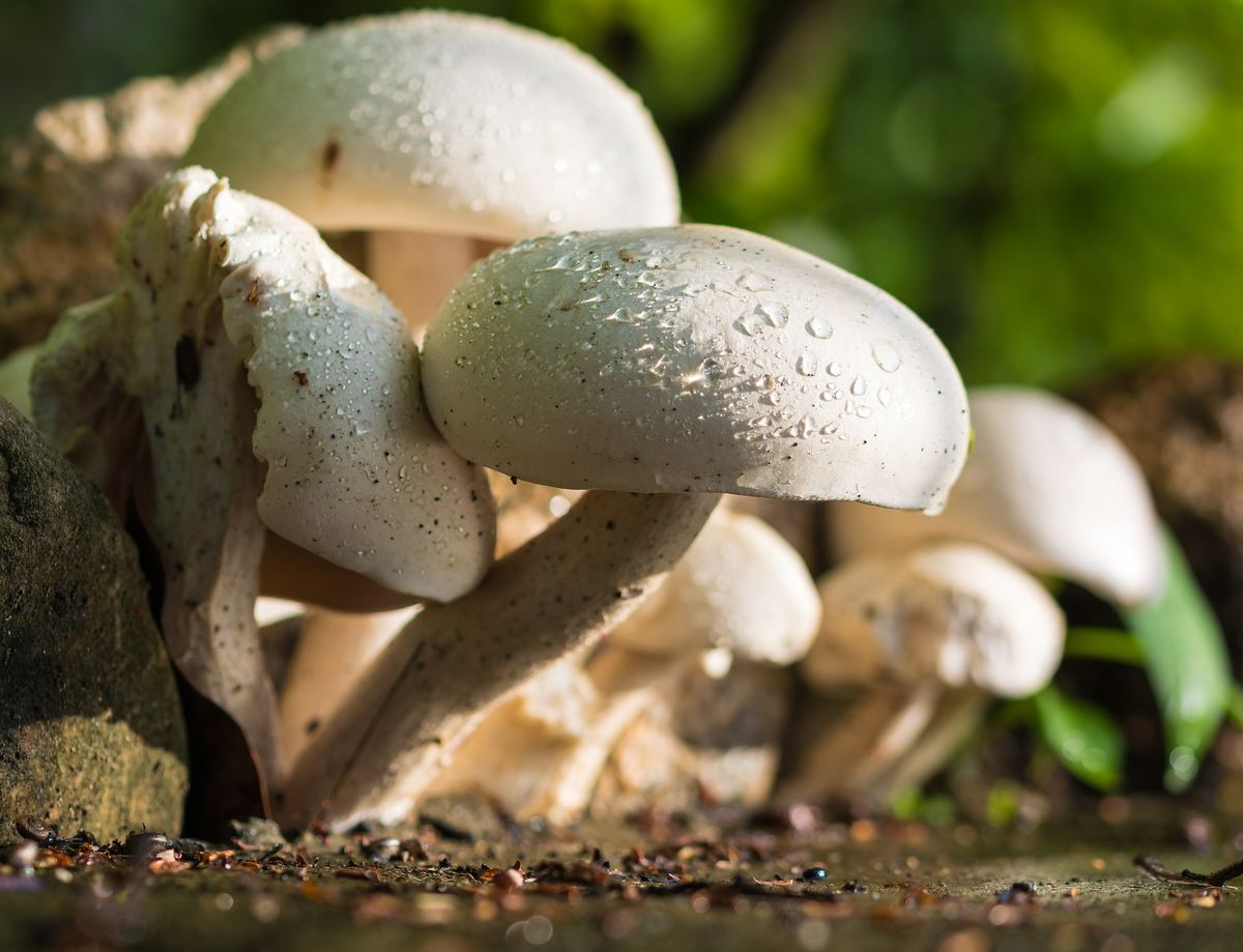 Der Champignon - ein Wunderpilz!