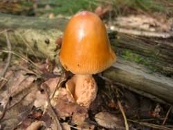 Rotbrauner Scheidenstreifling