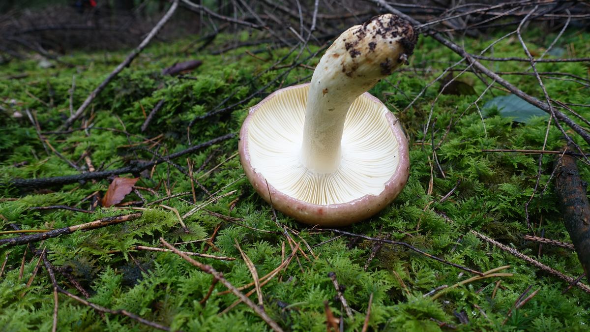 Papageientäubling
