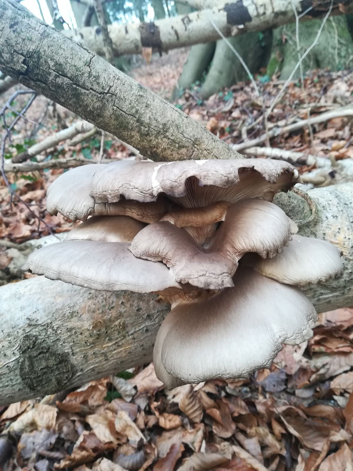 Austernseitling