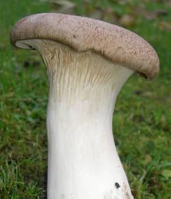 Kräuterseitling