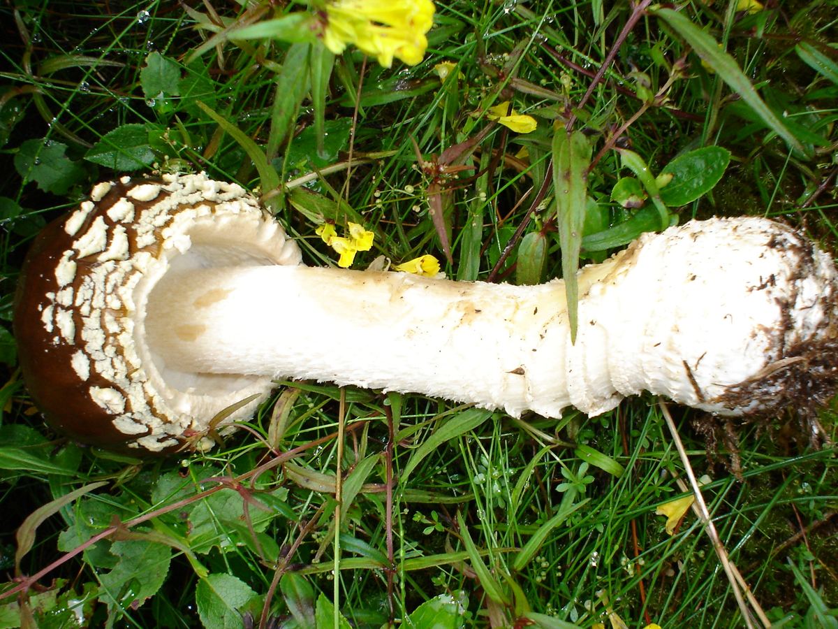 Königsfliegenpilz (Amanita regalis) | Pilzfinder.de