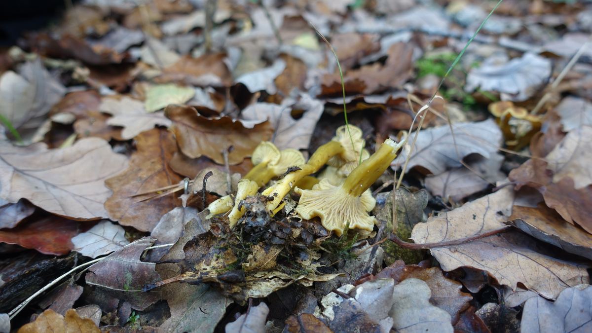 Trompetenpfifferling