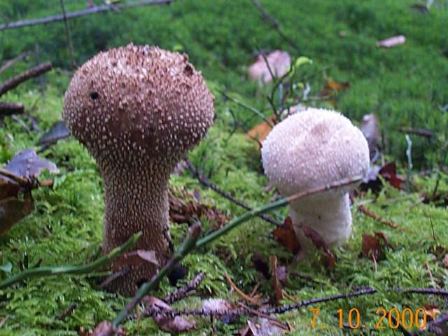 Flaschenstäubling