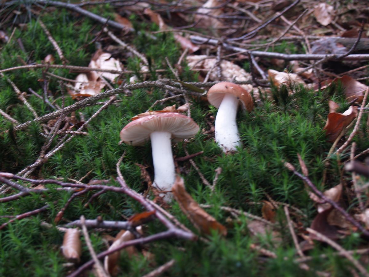Brauner Ledertäubling