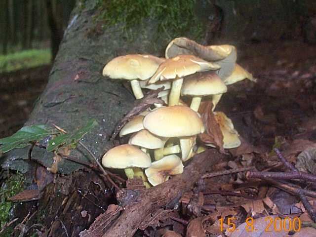 Rauchblättriger Schwefelkopf