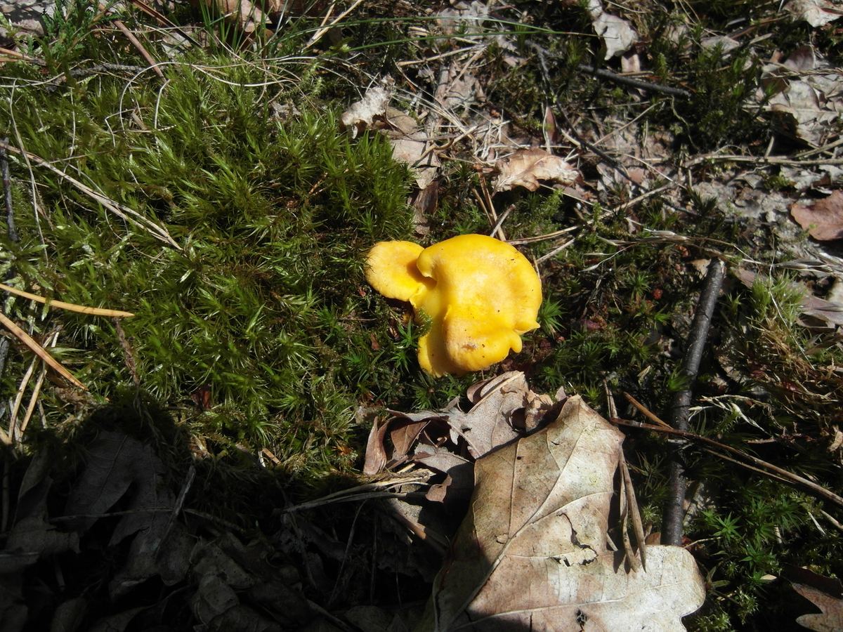 Pfifferling oder Eierschwamm