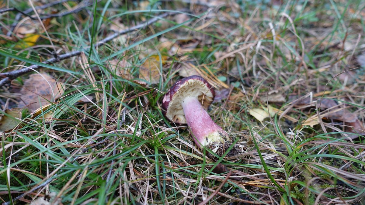 Zitronenblättriger Täubling