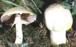 Weißer Anisegerling oder Schafchampignon