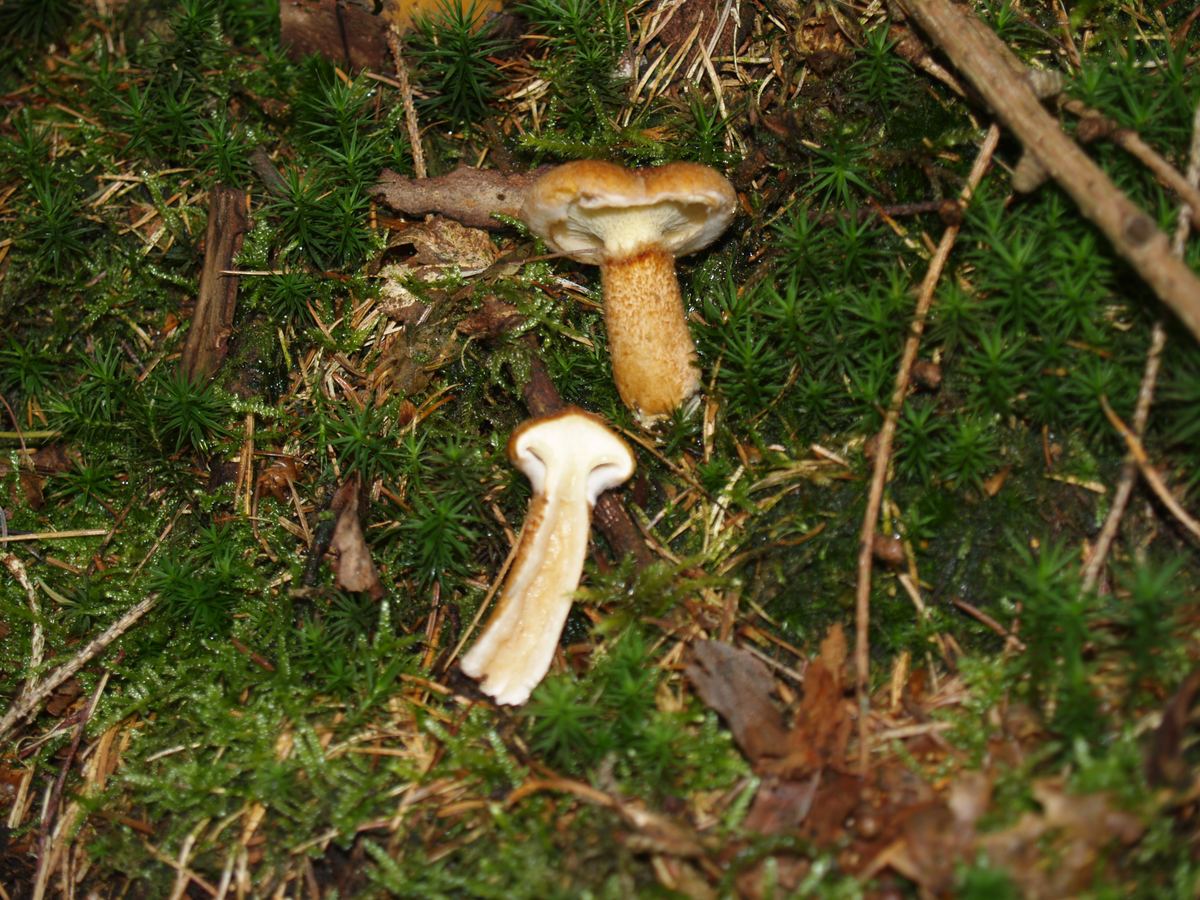 Hohlfußröhrling